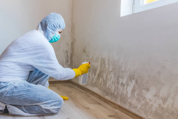 Licensed Mold Remediation service in Knoxville, TN - WQB Mold Removal